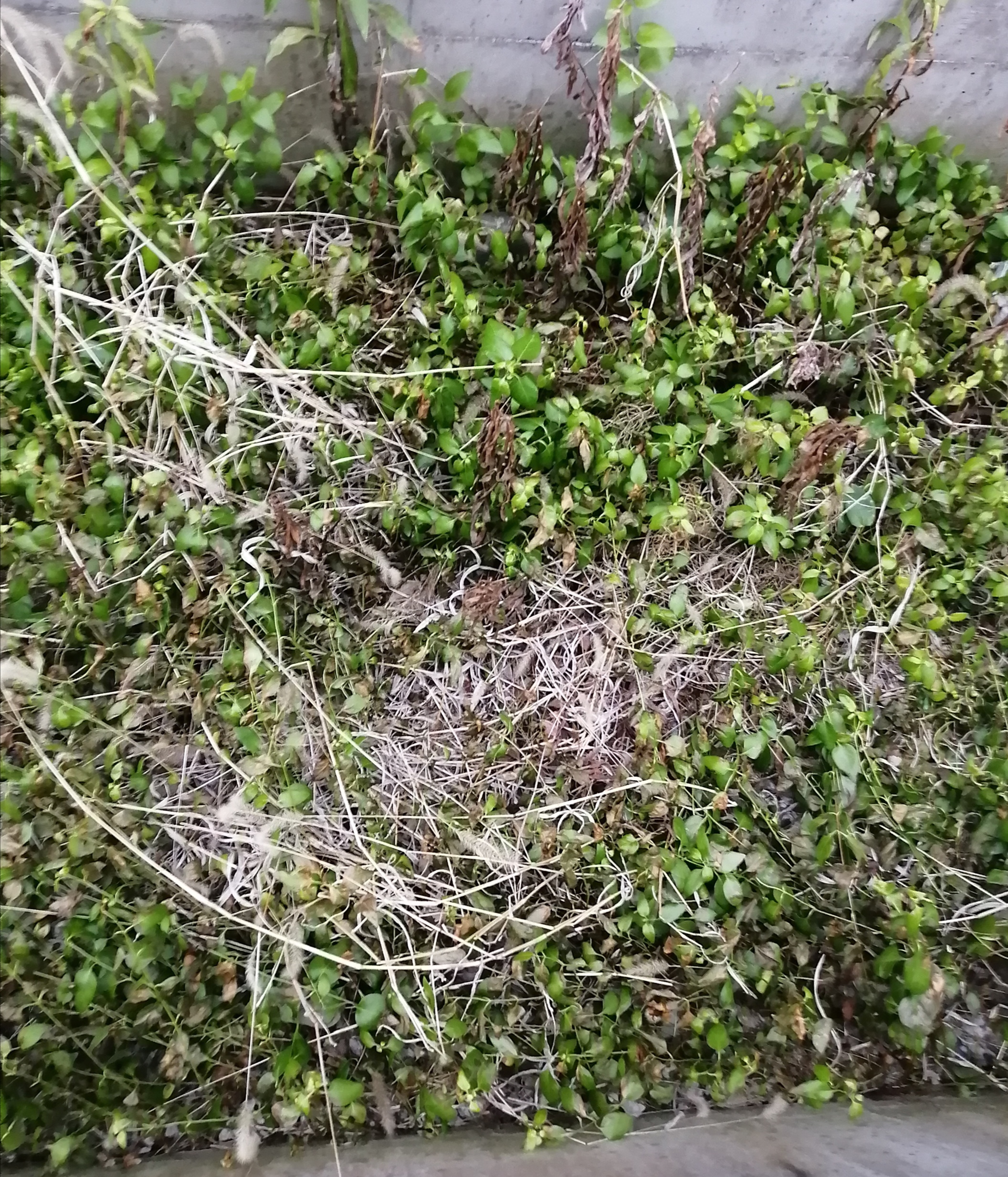 雑草